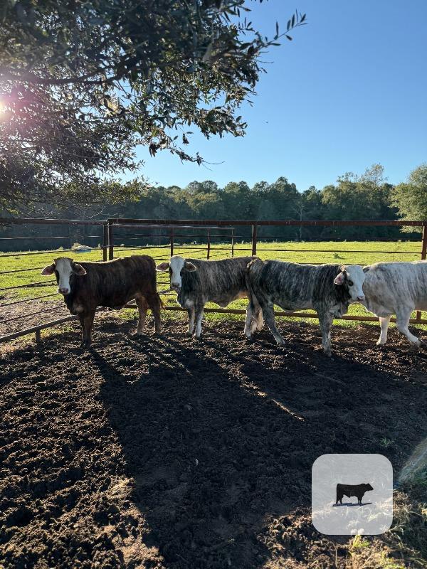 Cattle Range Listing Photo 2