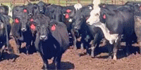 40 Angus Plus Cows w/ 10+ Calves...  N. Central TX