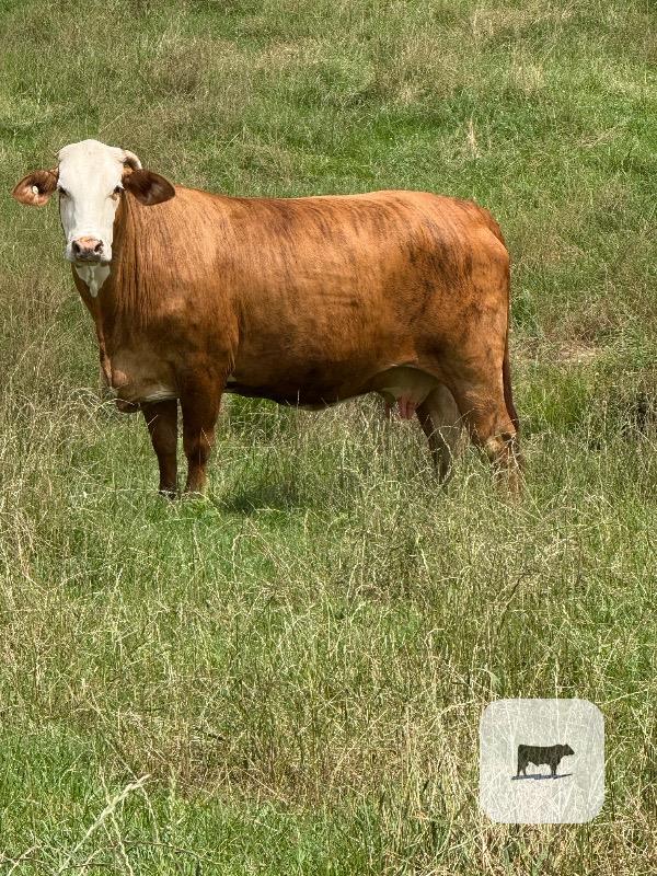 Cattle Range Listing Photo