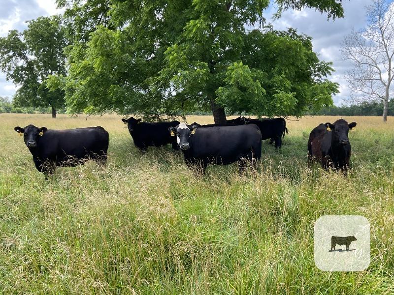 Cattle Range Listing Photo