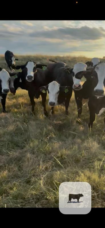 Cattle Range Listing Photo 4