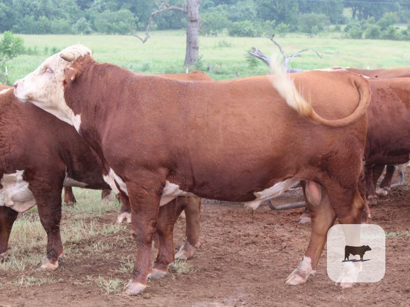 Cattle Range Listing Photo