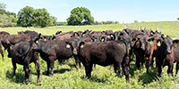 85 Angus & BWF Rep. Heifers... Southwest MO