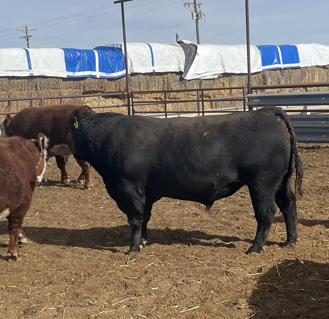 Cattle Range Listing Photo