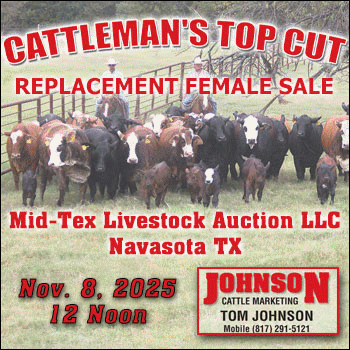 Johnson Cattle Marketing Top Cut Replacement Female Sale (1)