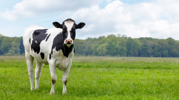 Dairy Heifer Inventories to Shrink Further before Rebounding in 2027