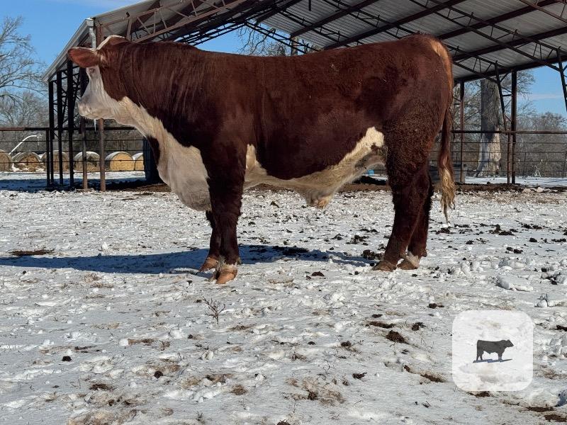 Cattle Range Listing Photo