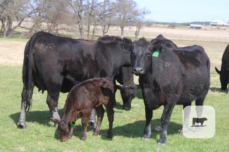 Cattle Range Listing Photo