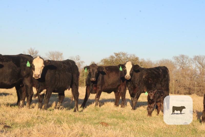 Cattle Range Listing Photo