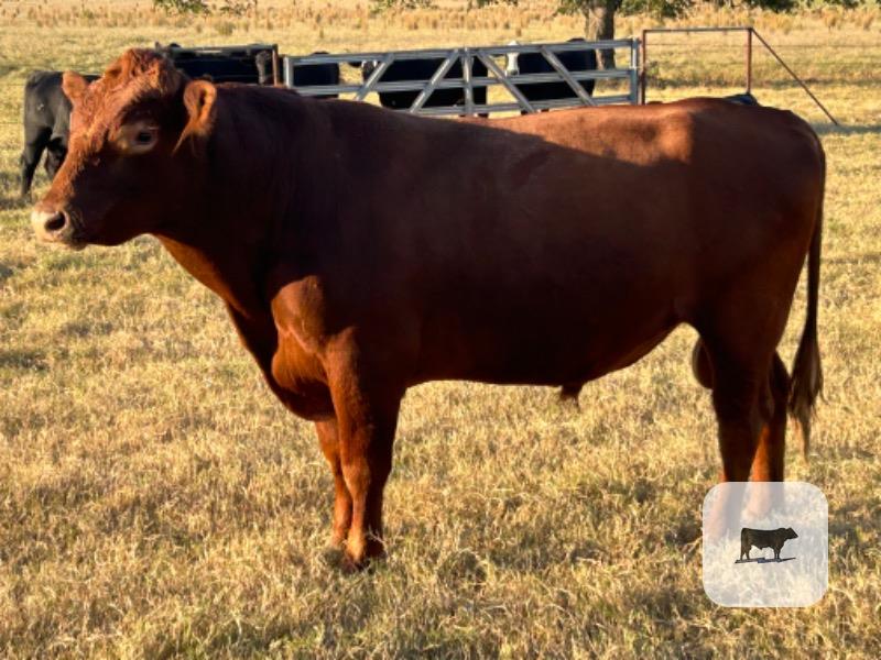 Cattle Range Listing Photo