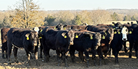 55 Angus & BWF Bred Heifers... Southwest MO