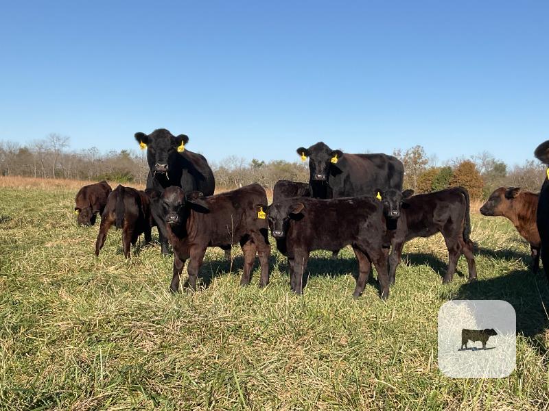 Cattle Range Listing Photo