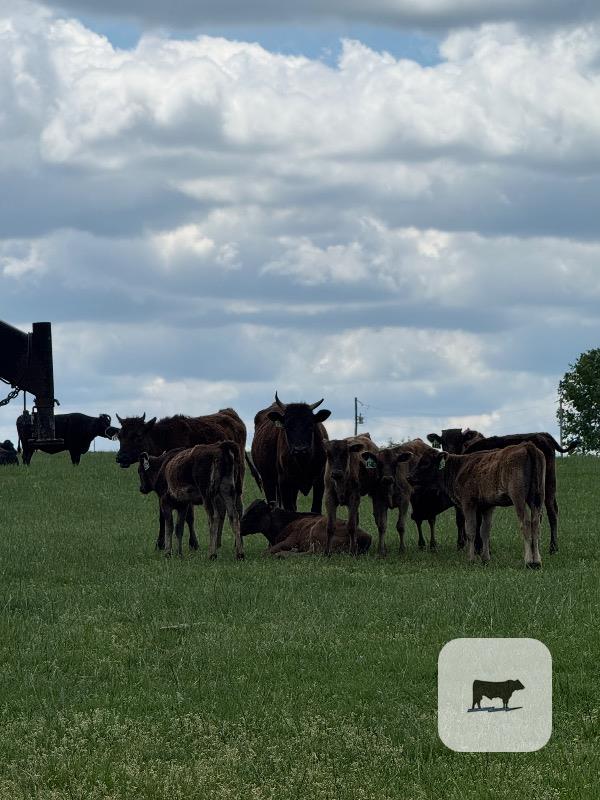 Cattle Range Listing Photo