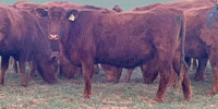 20 Red Angus 2nd-Calf Cows... Central OK
