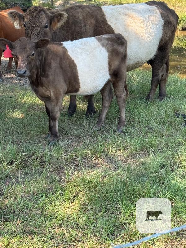 Cattle Range Listing Photo