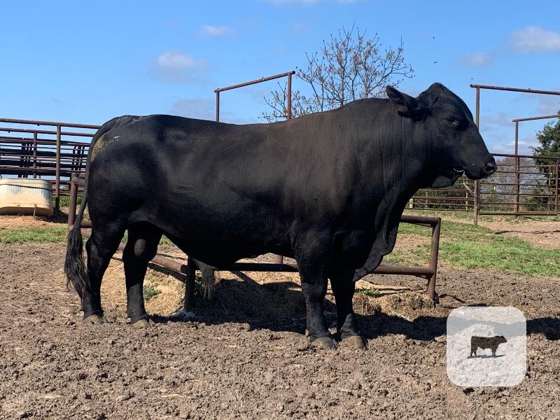 Cattle Range Listing Photo