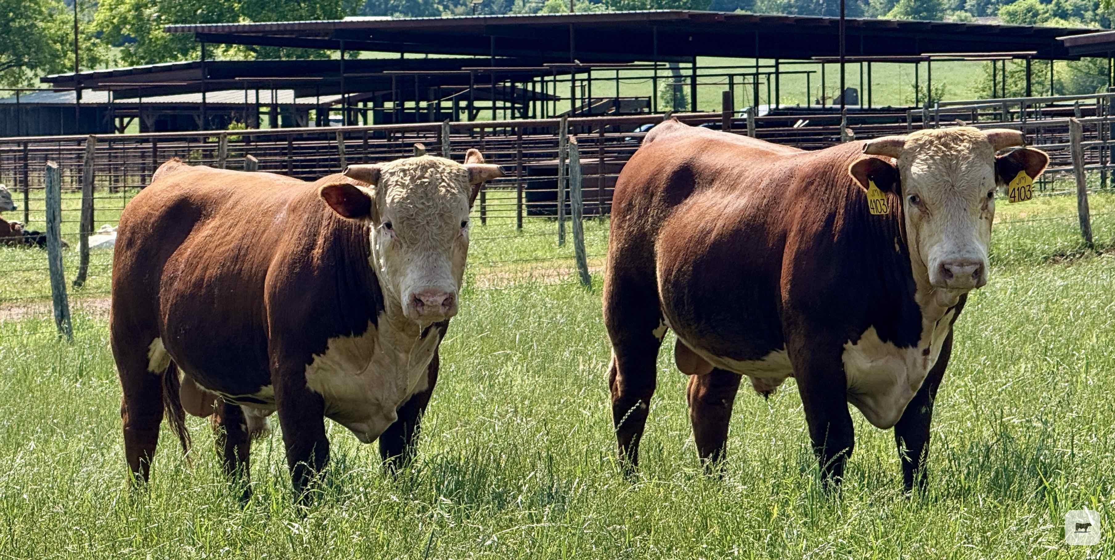 Cattle Range Listing Photo