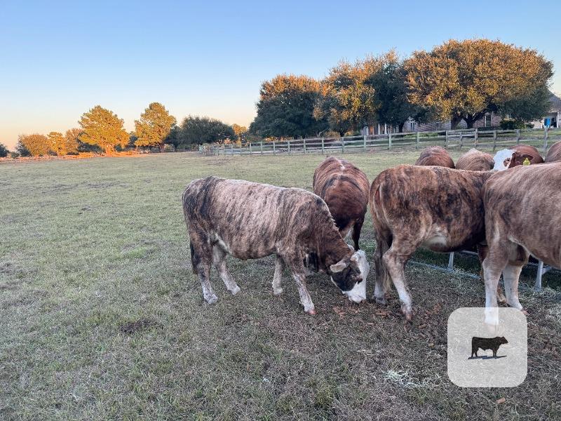 Cattle Range Listing Photo