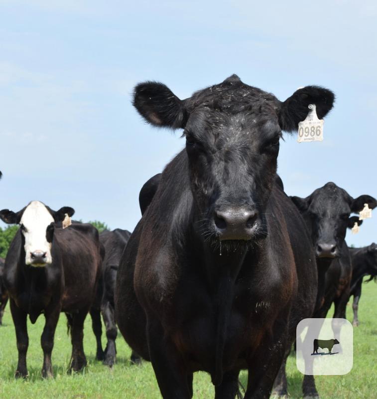 Cattle Range Listing Photo