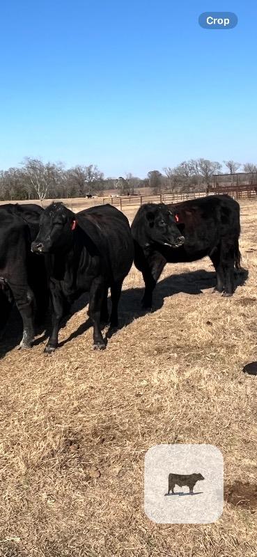 Cattle Range Listing Photo