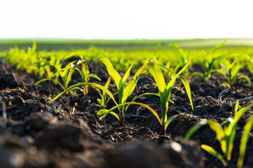 Corn Crop Emerged as of 5/18/25