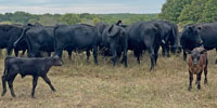 35 Angus Pairs... E. Central MO