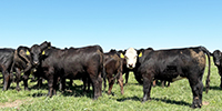 55 Angus & Black Baldy Bred Heifers... Southwest MO