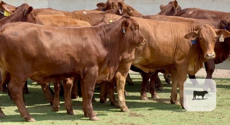 Cattle Range Listing Photo