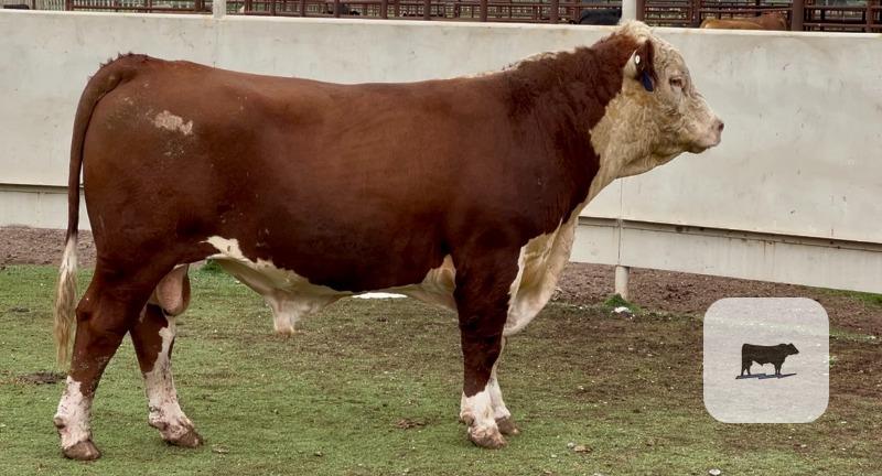 Cattle Range Listing Photo