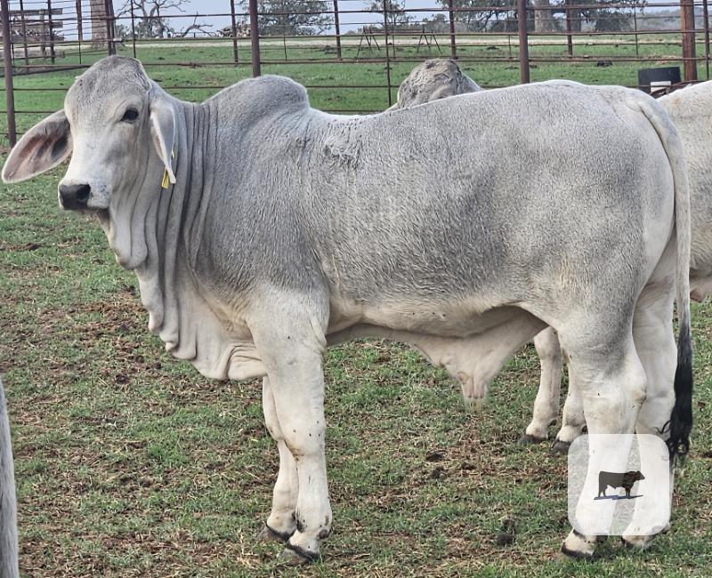 Cattle Range Listing Photo