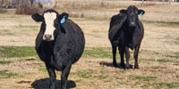 14 Angus & Black Baldy Cows... Central AR