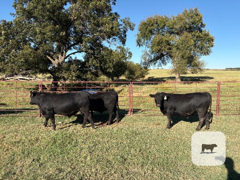 Cattle Range Listing Photo