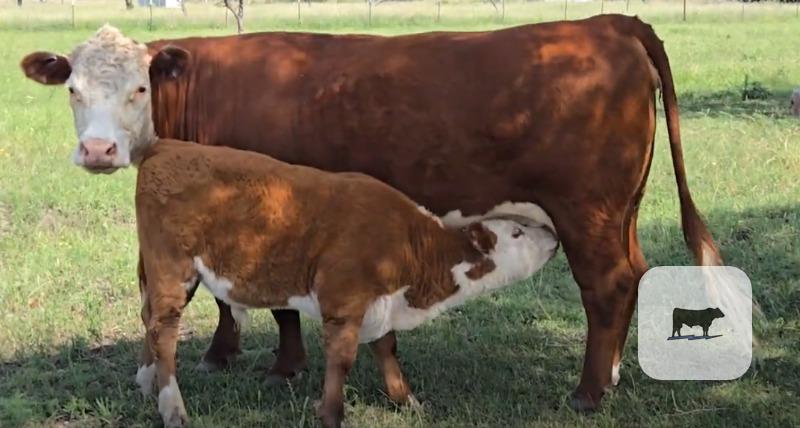 Cattle Range Listing Photo