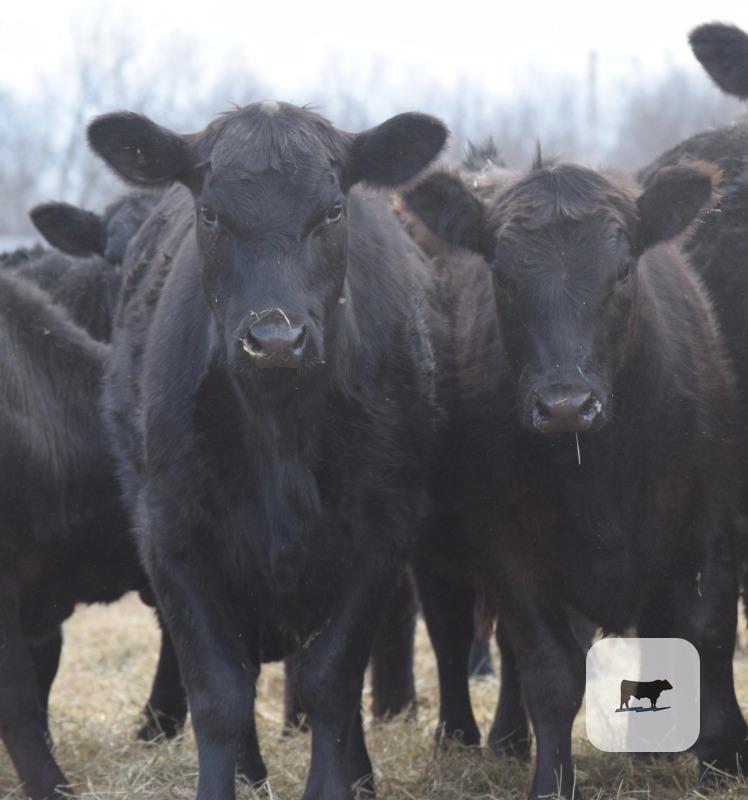 Cattle Range Listing Photo