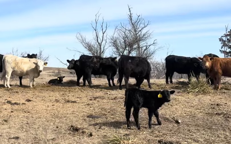 Cattle Range Listing Photo