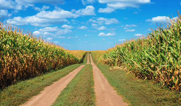 Corn Crop Condition as of 8/24/25