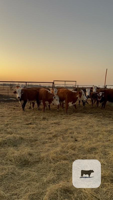 Cattle Range Listing Photo