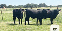 50 Angus Plus, Brangus & Crossbred Rep. Heifers... Central TX