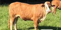 16 Braford/Tigerstripe Bred Heifers... E. Central LA