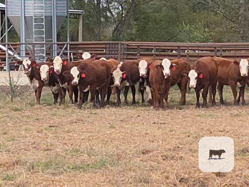 Cattle Range Listing Photo 2