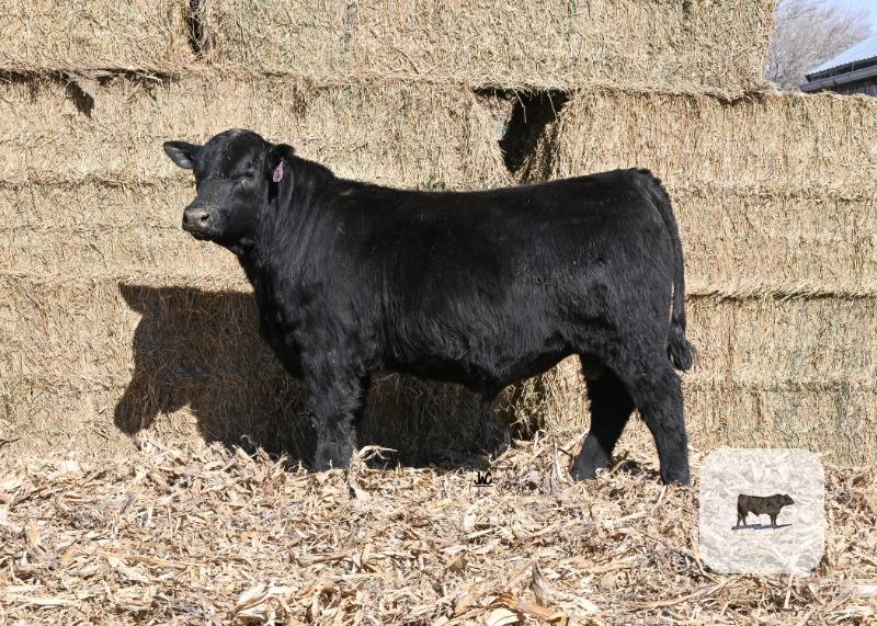 Cattle Range Listing Photo