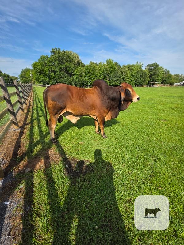Cattle Range Listing Photo