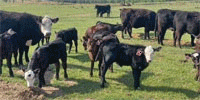 32 Angus Cross 2nd-Calf Pairs... S. Central OK