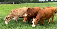 11 Braford & Brahman Cross 2nd-Calf Cows... N. Central LA