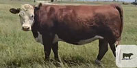 2 Reg. Hereford Rep. Heifers... Central TX