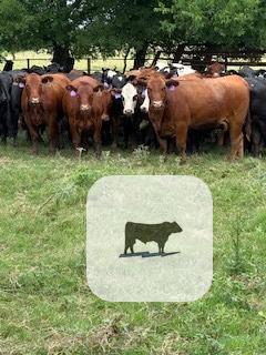 Cattle Range Listing Photo