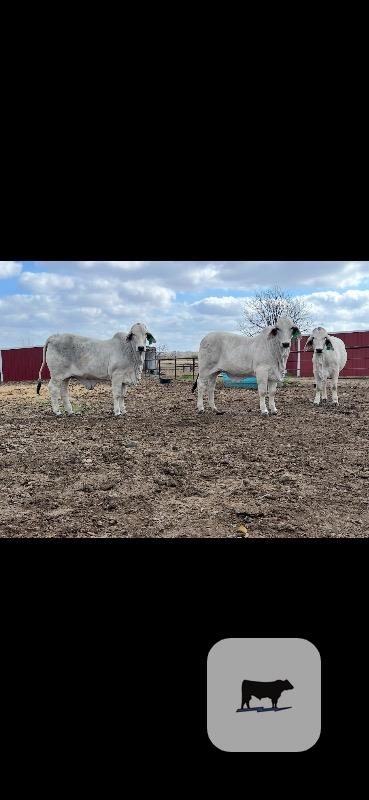 Cattle Range Listing Photo