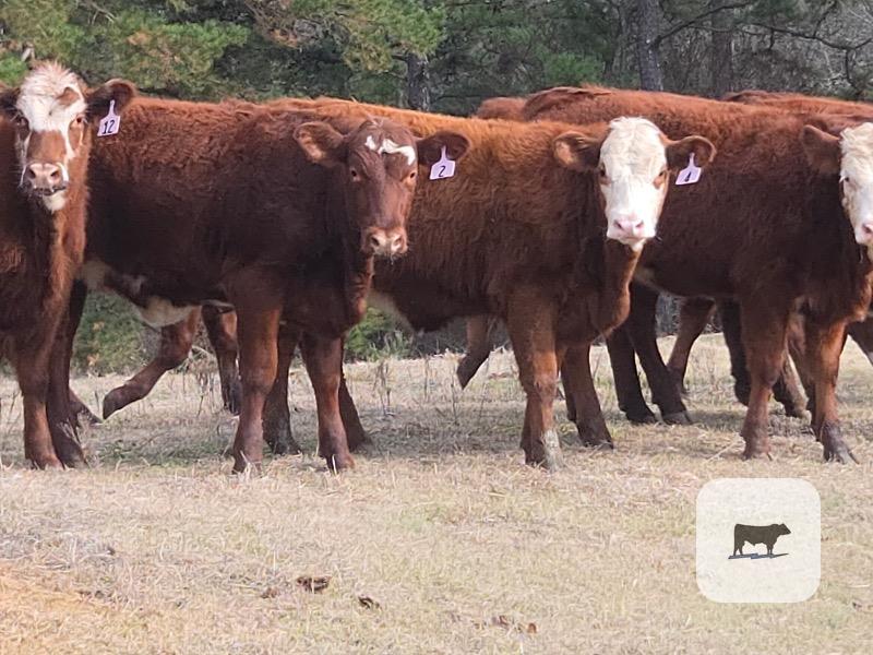 Cattle Range Listing Photo