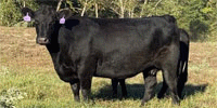 22 Angus, Black Baldy & Red Baldy Cows... Southeast OK