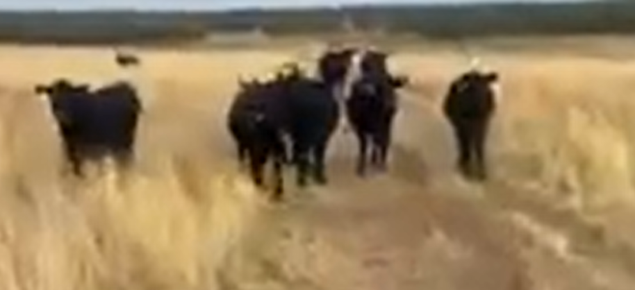 Cattle Range Listing Photo